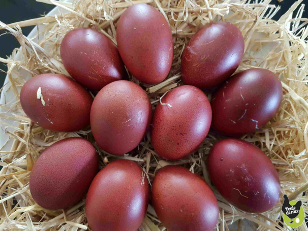 oeufs de différentes variétés de marans