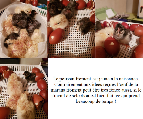 La Marans froment doré