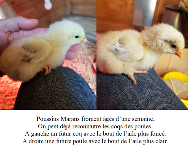 La Marans froment doré La Marans froment doré