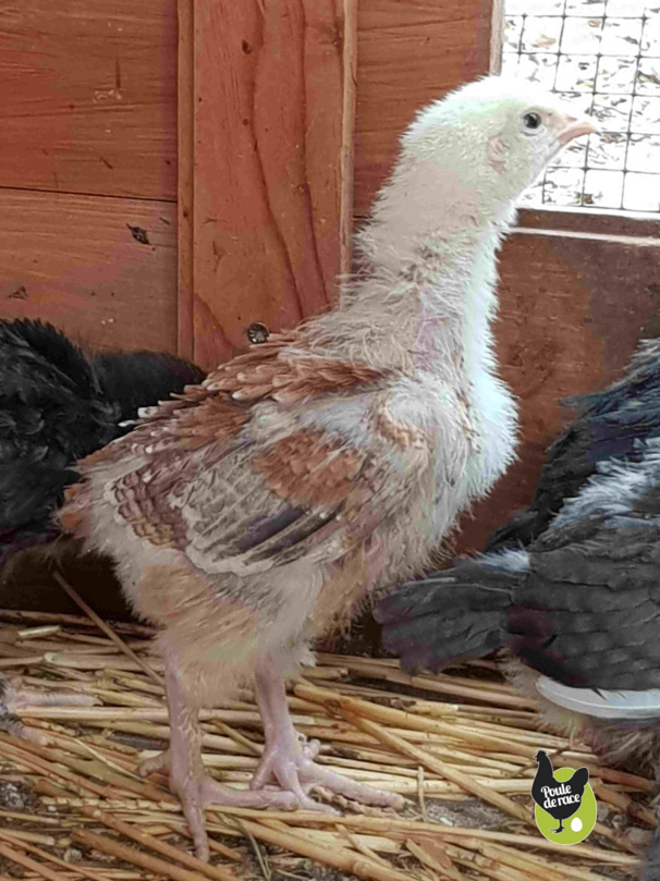 poussin froment doré de 3 semaines, une future poule