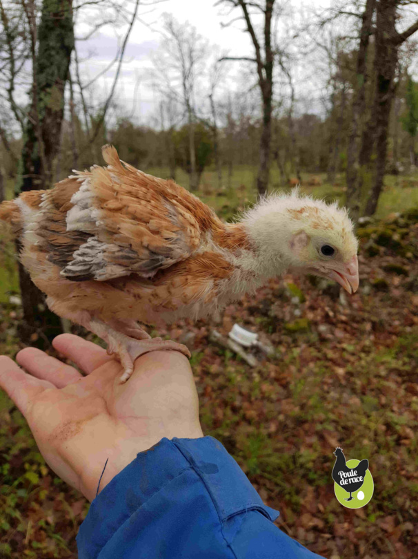 poulette marans froment de 1 mois