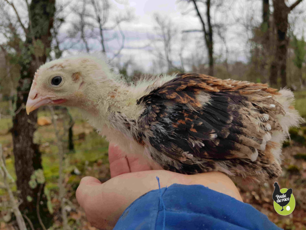 coquelet marans froment doré de 1 mois