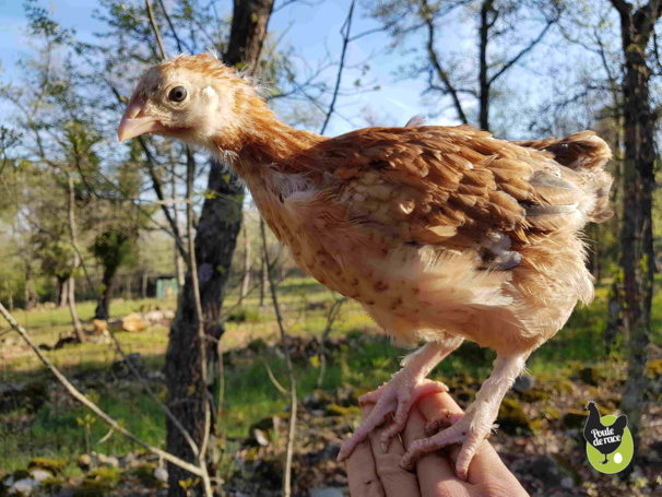 poule marans froment doré de 5 semaines