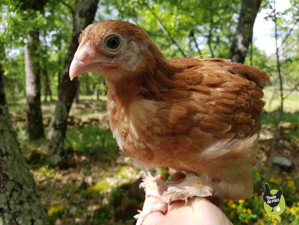 poule marans froment doré de 6 semaines