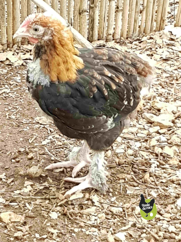 coq marans froment doré de 7 semaines coq marans froment doré de 7 semaines