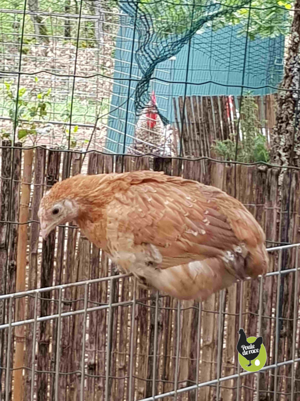 poule marans froment doré de 7 semaines