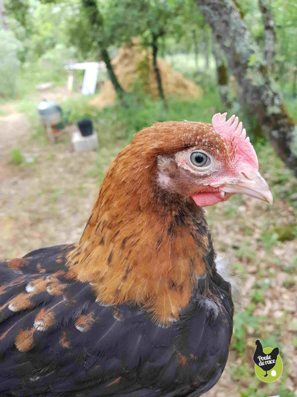 coq marans froment doré de 2 mois