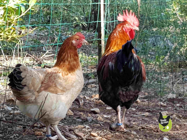 couple marans froment doré de 5 mois