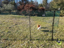 filet pour poules nouvelle génération filet pour poules nouvelle génération