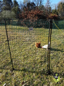 filet pour poules nouvelle génération