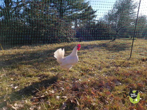 le filet permet de faire profiter les poules d'un parc herbeux