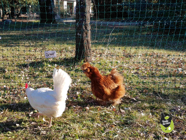 filet pour poules nouvelle génération