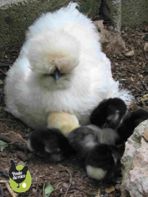 poule soie jusqu'à 5 couvée par an poule soie jusqu'à 5 couvée par an