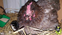 poule marans couve tres rarement poule marans couve tres rarement