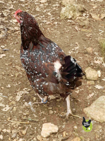 poule sussex tricolore, où l'on voit bien la peau à séparer pour que les plumes repoussent