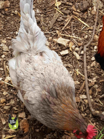 poule marans "bleue à camail cuivré" avec une perte légère de plumes signe que le coq la coche bien sans conséquence