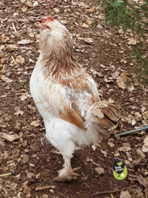 poule faverolles avec les plumes qui repoussent sur le dos après une mise à l'écart.