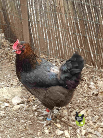 poule marans "noir à camail cuivré" qui commence à être bien dégarnie, elle devra être mise à l'écart.