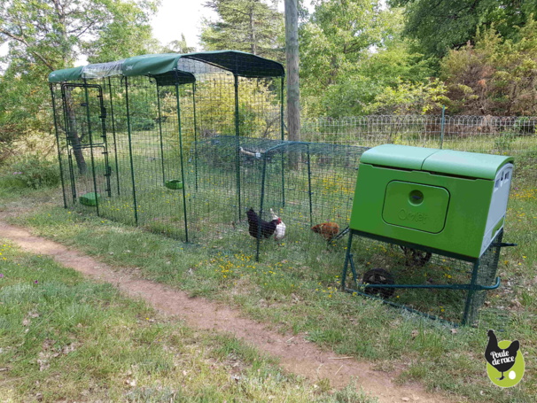 grand enclos 2x3x2 avec 2 bâches opaques et une bâche transparente avec eglu cube connecté