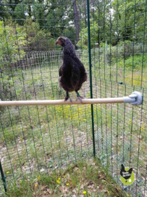 comment rendre amusant votre enclos comment rendre amusant votre enclos