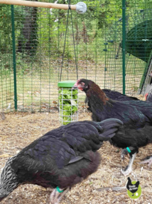 comment rendre amusant votre enclos comment rendre amusant votre enclos