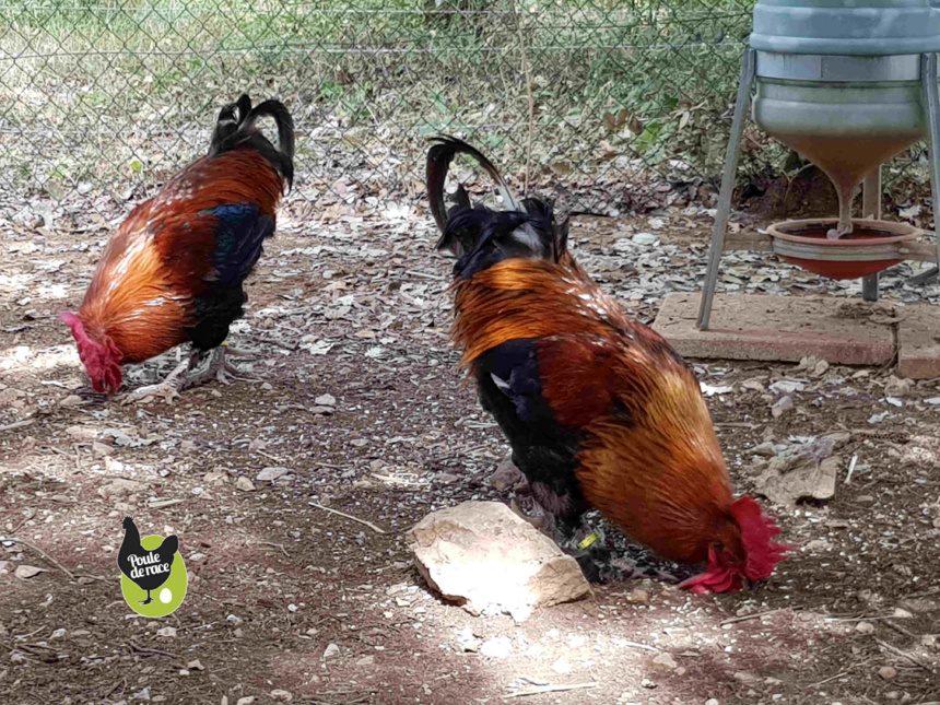 harmonie entre coqs adultes harmonie entre coqs adultes