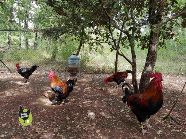 harmonie entre coqs adultes harmonie entre coqs adultes