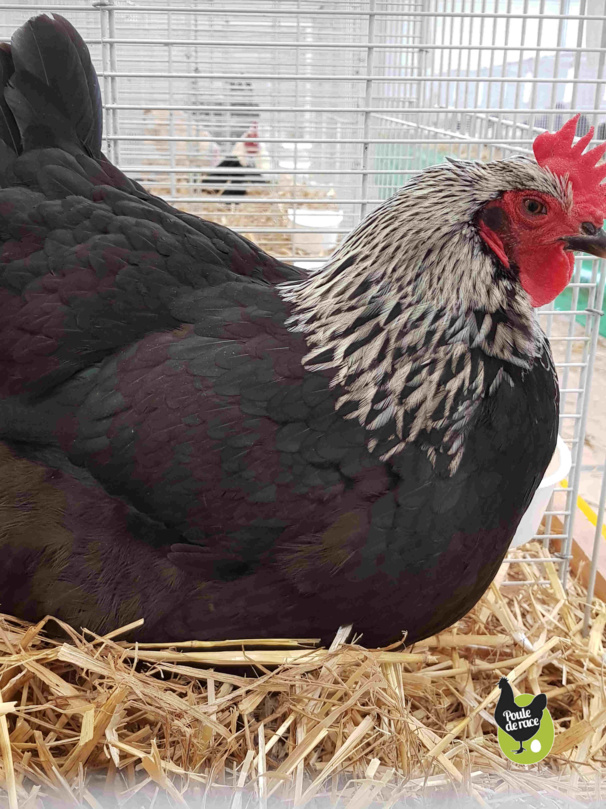 Poule Marans noir à camail argenté championne 96pts Poule Marans noir à camail argenté championne 96pts