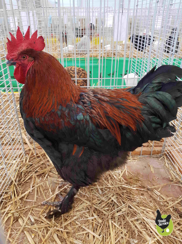 coq Marans noir à camail cuivré vice champion 96pts