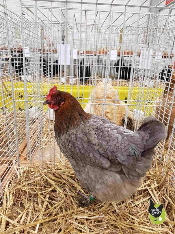 poule Marans bleu à camail cuivré sujet méritant 96pts