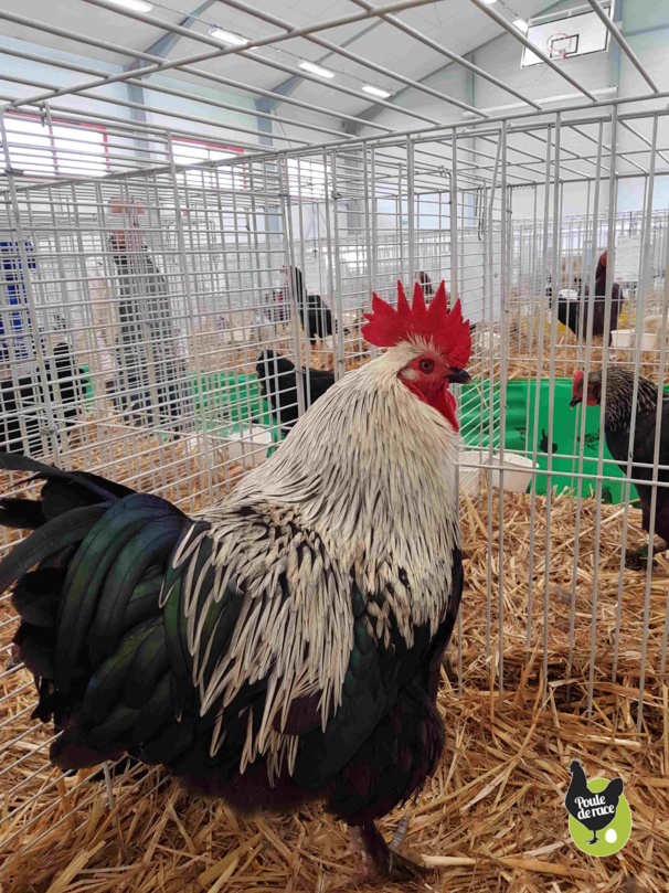 coq Marans noir à camail argenté 96pts coq Marans noir à camail argenté 96pts