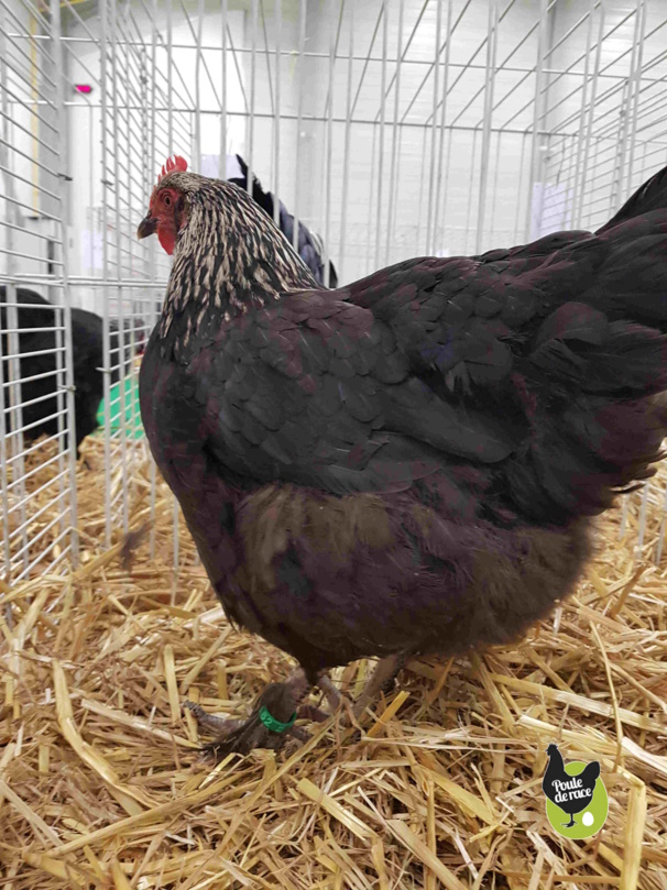 poule Marans noir à camail argenté 95pts poule Marans noir à camail argenté 95pts