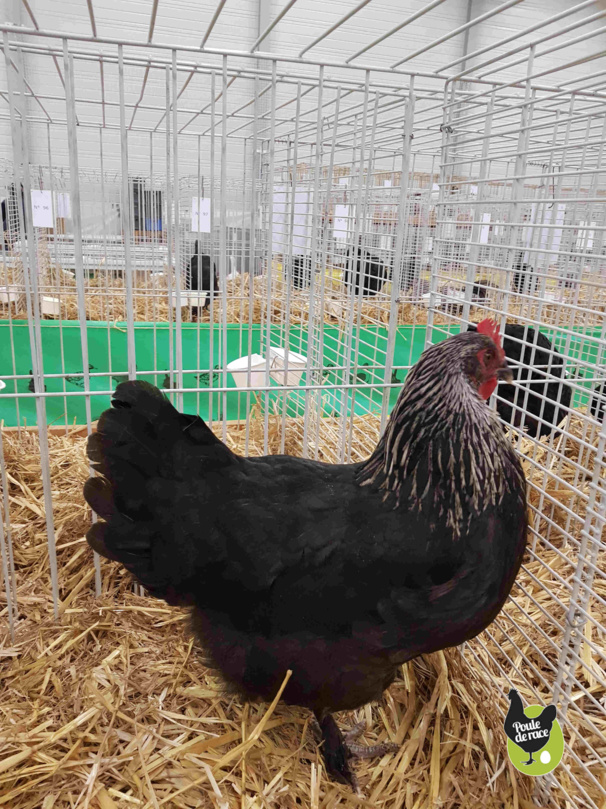 poule Marans noir à camail argenté 93pts