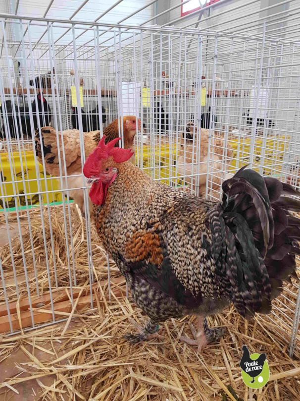 Coq Marans coucou à camail doré 93pts Coq Marans coucou à camail doré 93pts