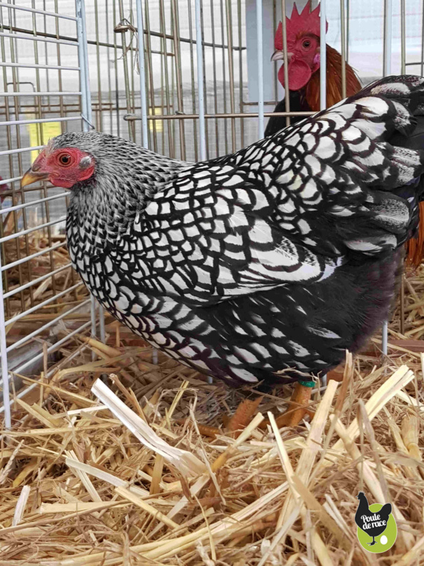 poule Wyandotte naine à liseré noir 95pts poule Wyandotte naine à liseré noir 95pts
