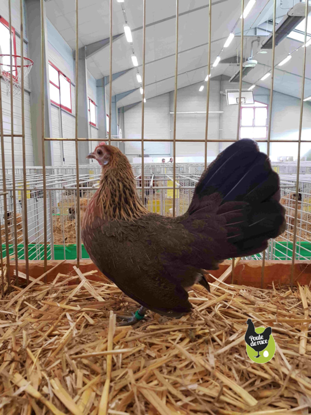 poule naine hollandaise saumon doré 94pts poule naine hollandaise saumon doré 94pts