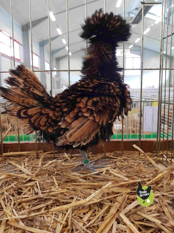 poule padoue frisée naine doré liseré noir 92pts poule padoue frisée naine doré liseré noir 92pts