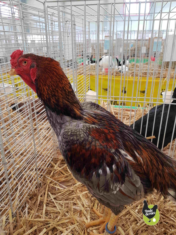 coq Shamo 91pts coq Shamo 91pts