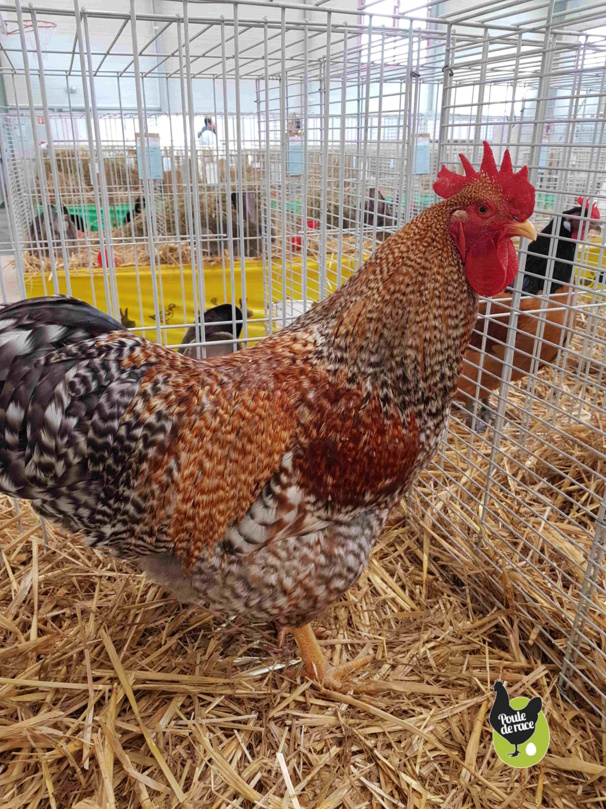 coq de Bielefeld saumon coucou doré rouillé 95pts coq de Bielefeld saumon coucou doré rouillé 95pts