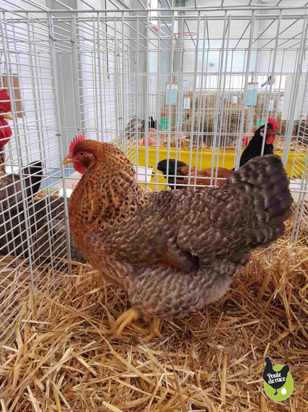 poule de Bielefeld saumon coucou doré rouillé 96pts poule de Bielefeld saumon coucou doré rouillé 96pts