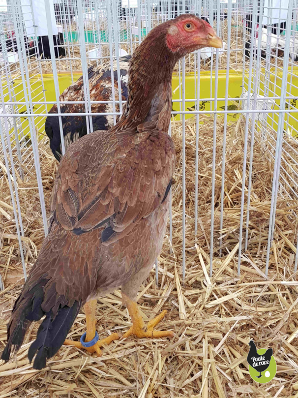 poule Shamo 96pts poule Shamo 96pts