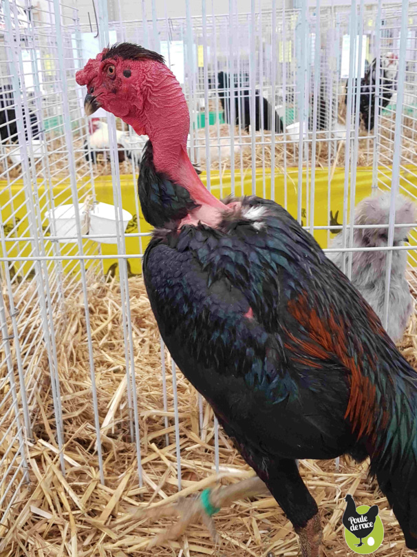 combattant de Madagascar 95pts combattant de Madagascar 95pts