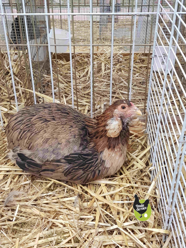 poule Araucana saumon doré 94pts poule Araucana saumon doré 94pts