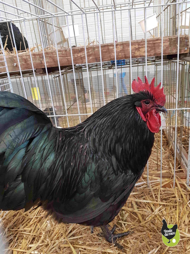 Coq Australorp noir 94pts Coq Australorp noir 94pts