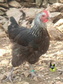 poule marans noir à camail argenté