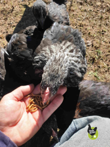 Vers de farine Vers de farine