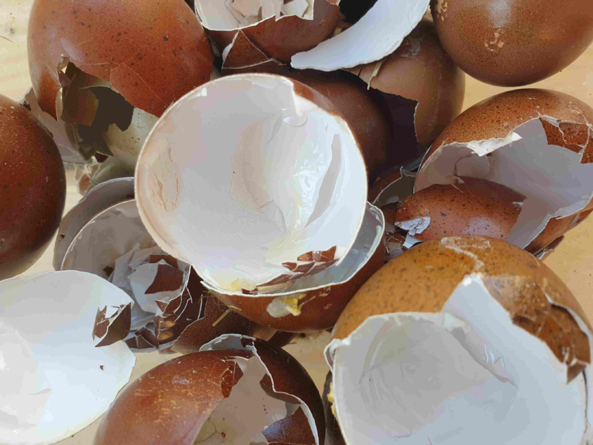 que faire avec les coquilles d'œufs que faire avec les coquilles d'œufs
