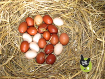 Les poules ponte et œufs Les poules ponte et œufs