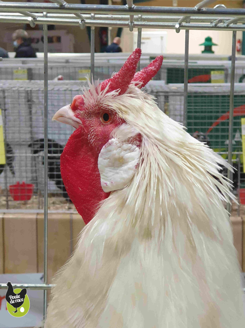 coq la flèche blanc coq la flèche blanc