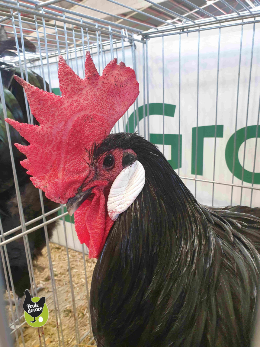 coq barbezieux noir coq barbezieux noir